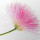 Albizia