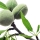 Almond tree