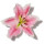 Alstroemeria