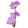 Astragalus