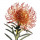 Grevillea