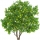 Lemon Tree