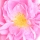 Taif Rose