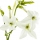 Tobacco Blossom