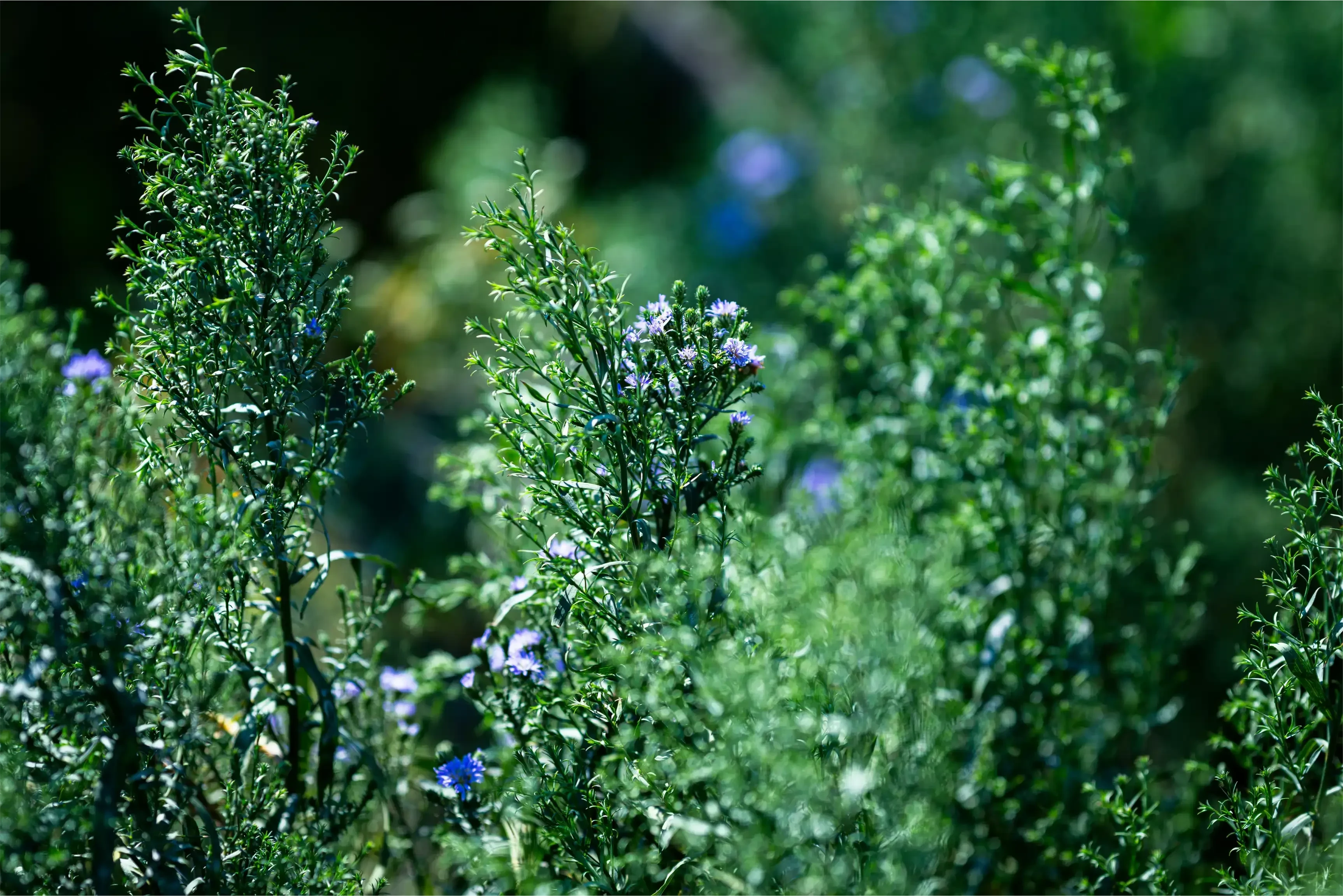 Aromatic Fougere