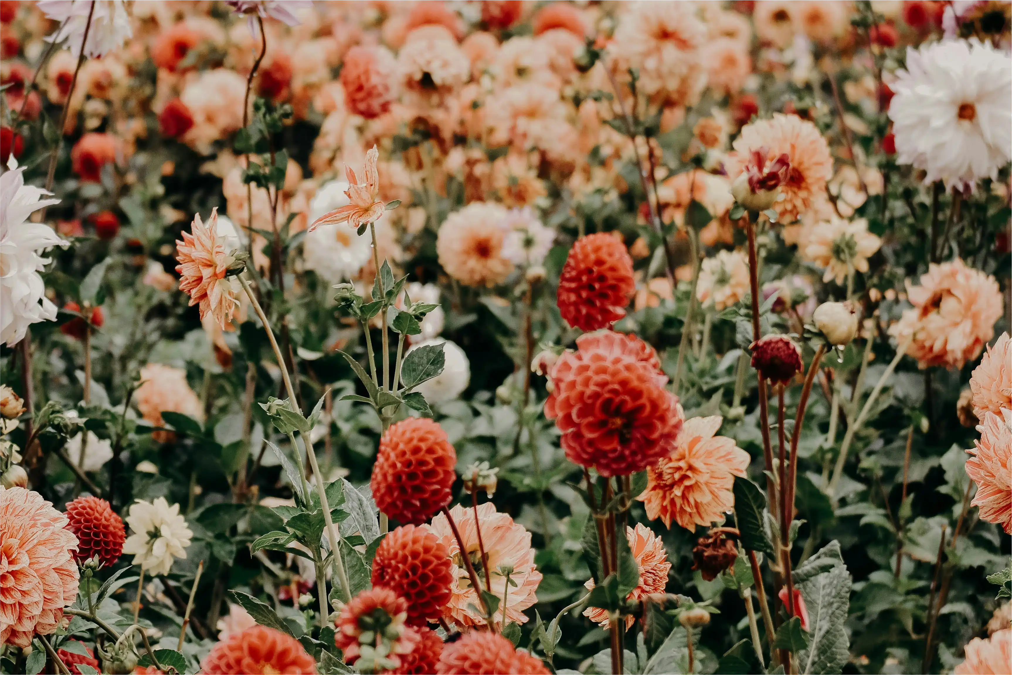 Floral