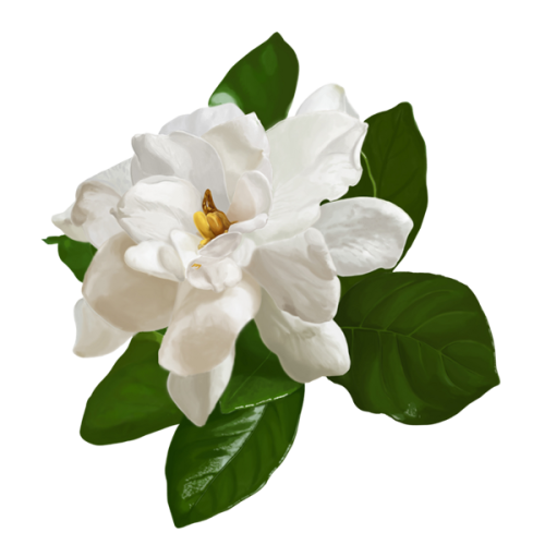 Parfum Melati Pengantin dari Scentica untuk Wanita dengan aroma 