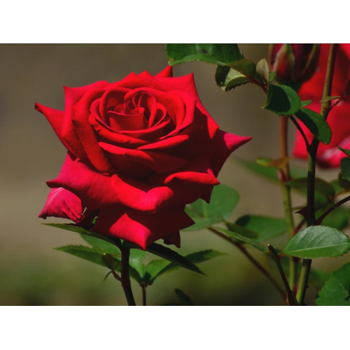Parfum Rose dari Scentica untuk Unisex dengan aroma 