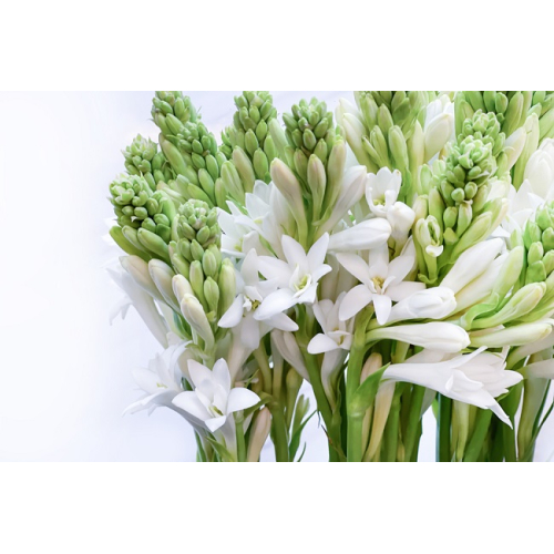 Parfum Sedap Malam dari Scentica untuk Unisex dengan aroma 